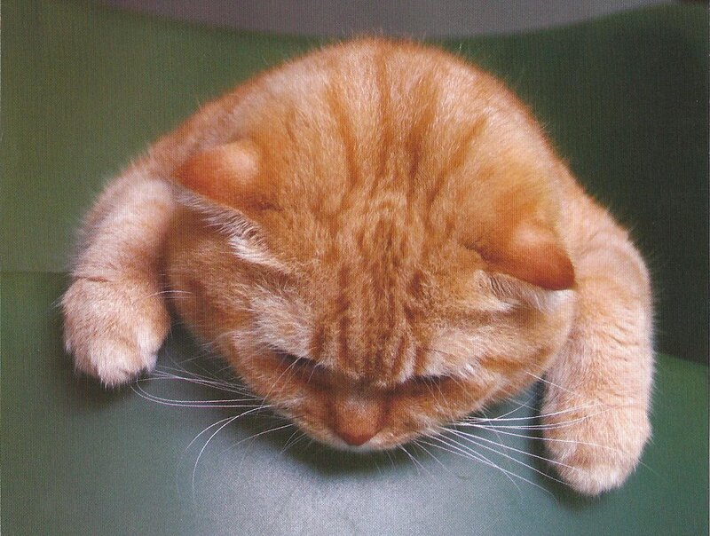 Orange Tabby Cat — Calm, Photograph, Whiskers, Green Surface