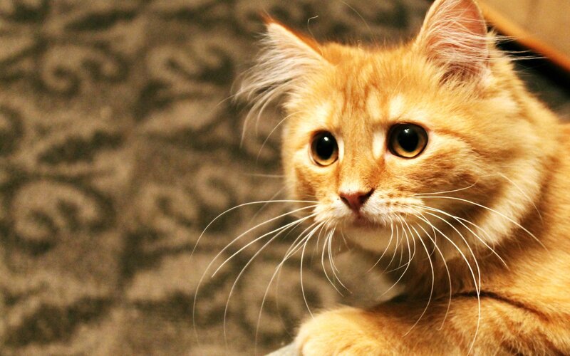 Orange Tabby Cat — Calm, Photograph, Whiskers, Patterned Fabric