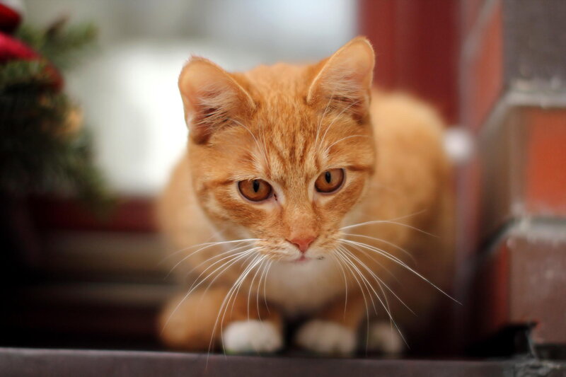 Orange Tabby Cat — Calm, Photograph, Whiskers, Paws