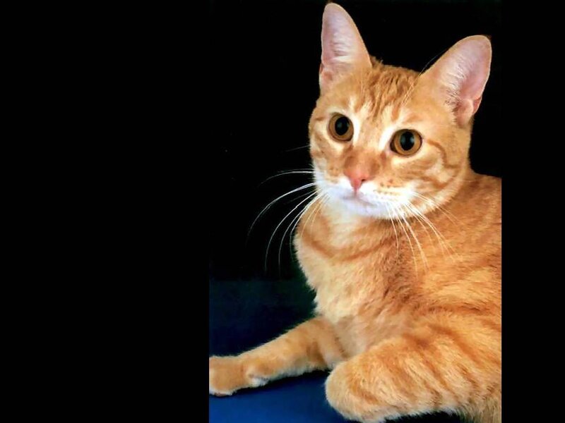 Orange Tabby Cat — Calm, Photograph, Whiskers