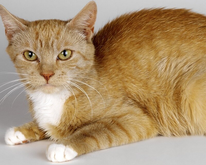Orange Tabby Cat — Calm, Photograph, Whiskers, White Chest, Paws