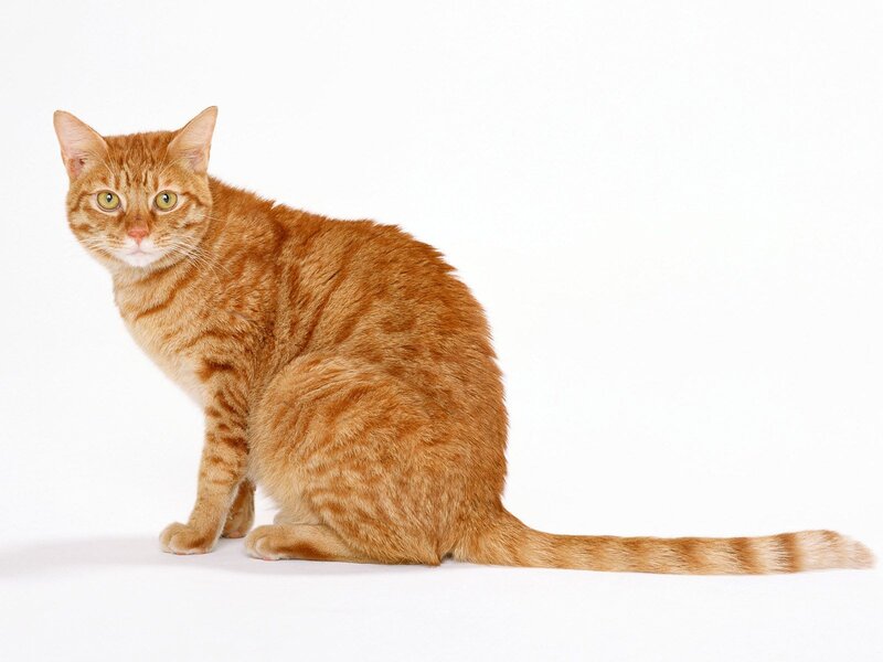 Orange Tabby Cat — Calm, Photograph, White Background