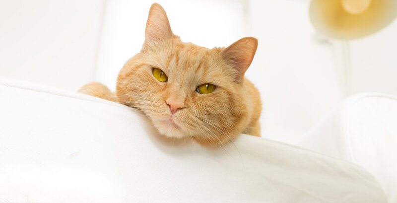 Orange Tabby Cat — Calm, Photograph, White Couch