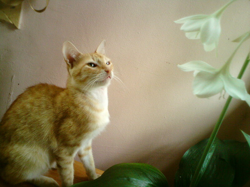 Orange Tabby Cat — Calm, Photograph, White Flower