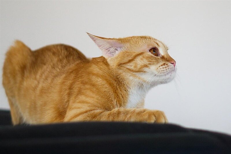 Orange Tabby Cat — Calm, Photograph, White Wall