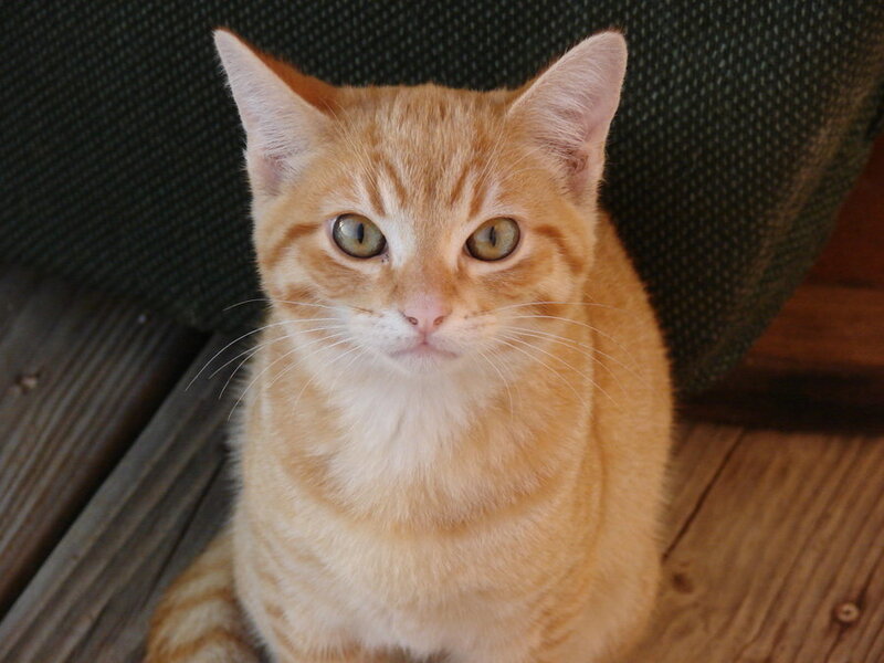 Orange Tabby Cat — Calm, Photograph, Wood Floor