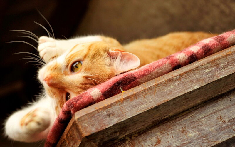 Orange Tabby Cat — Calm, Photograph, Wooden Box, Red Blanket
