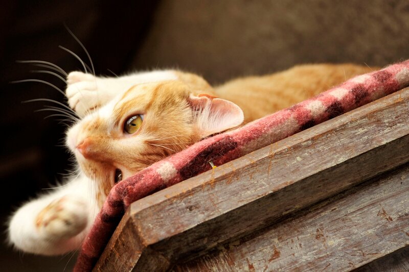 Orange Tabby Cat — Calm, Photograph, Wooden Box