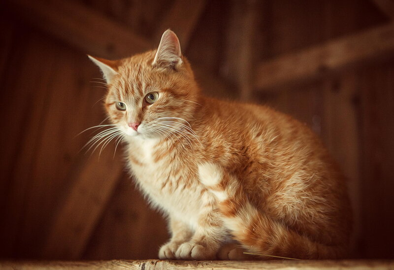 Orange Tabby Cat — Calm, Photograph, Wooden Surface