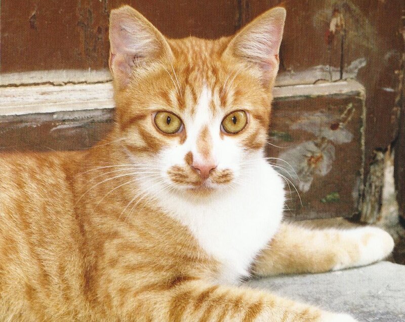Orange Tabby Cat — Calm, Photograph, Wooden Wall