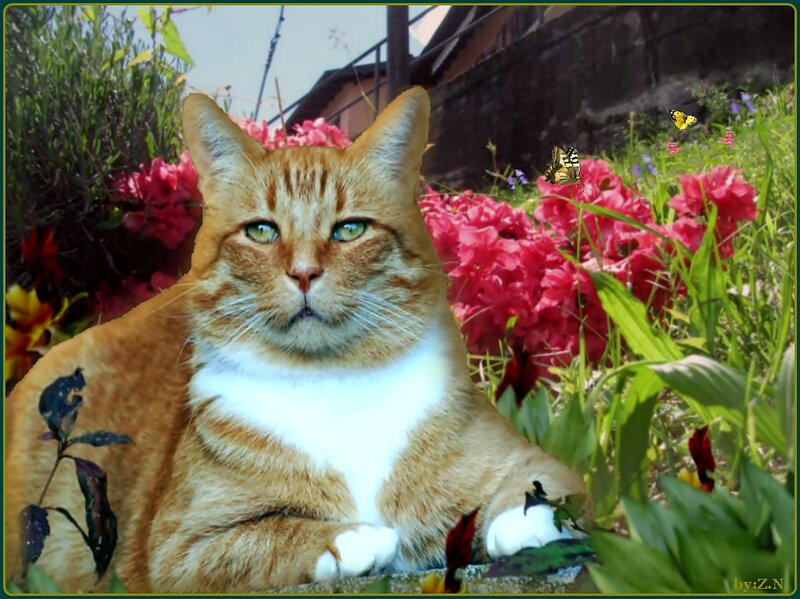 Orange Tabby Cat — Calm, Spring, Photograph, Butterflies