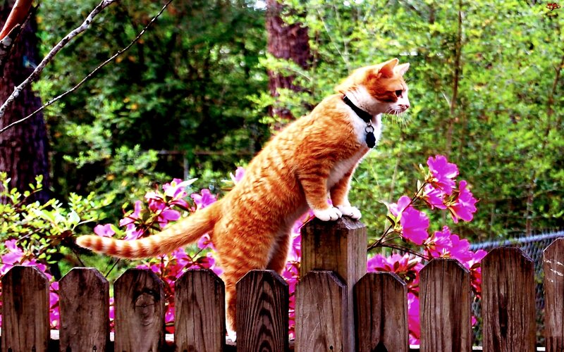 Orange Tabby Cat — Calm, Spring, Photograph, Fence