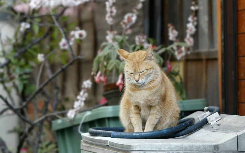 Orange Tabby Cat — Calm, Spring, Photograph, Flowering Tree