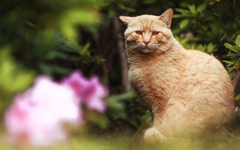 Orange Tabby Cat — Calm, Spring, Photograph, Flowers, Greenery