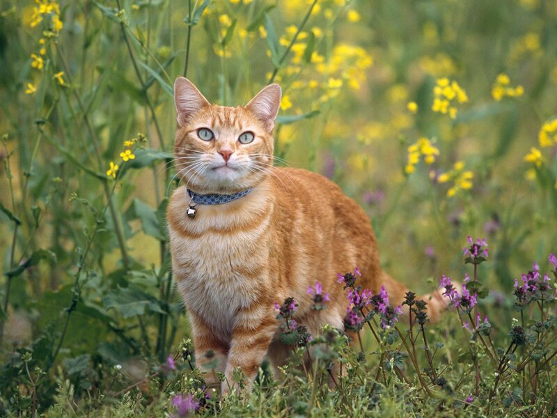 Orange Tabby Cat — Calm, Spring, Photograph, Flowers
