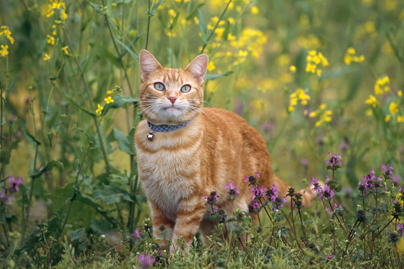 Orange Tabby Cat — Calm, Spring, Photograph