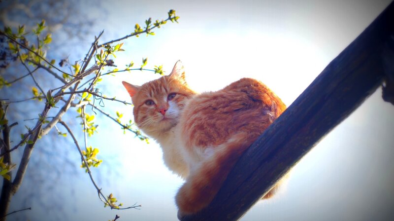 Orange Tabby Cat — Calm, Spring, Photograph, Tree Branch, Leaves