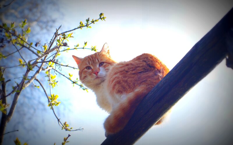 Orange Tabby Cat — Calm, Spring, Photograph, Tree Branch