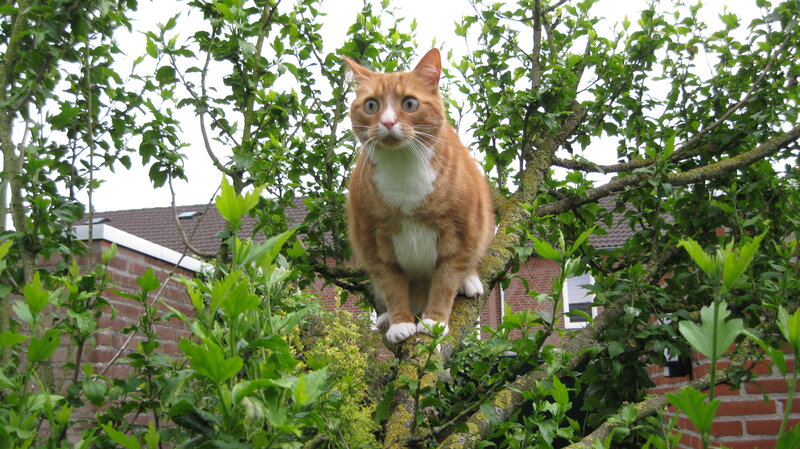 Orange Tabby Cat — Calm, Spring, Photograph, Tree
