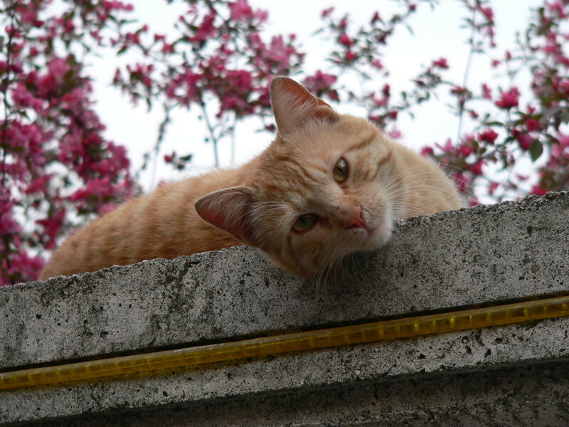 Orange Tabby Cat — Calm, Spring