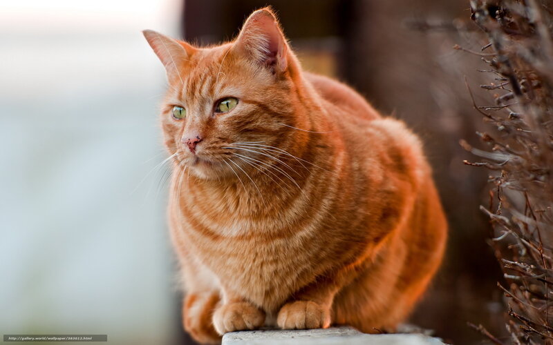 Orange Tabby Cat — Calm, Sunset, Photograph, Branches