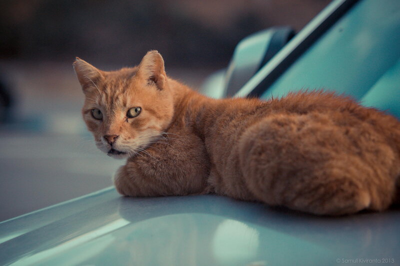 Orange Tabby Cat — Calm, Sunset, Photograph, Car