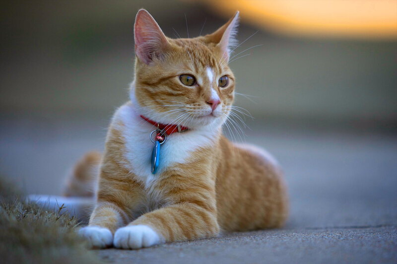Orange Tabby Cat — Calm, Sunset, Photograph, Collar