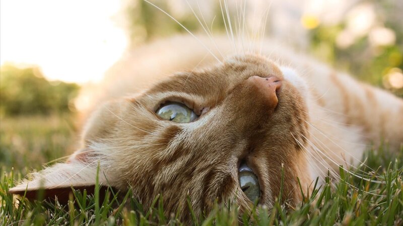 Orange Tabby Cat — Calm, Sunset, Photograph, Grass, Sunlight, Eyes
