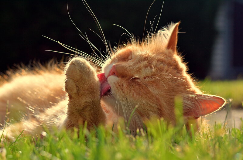 Orange Tabby Cat — Calm, Sunset, Photograph, Grass, Sunlight