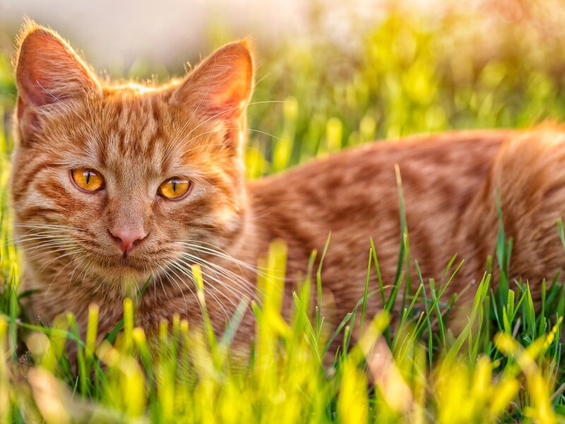 Orange Tabby Cat — Calm, Sunset, Photograph, Grass