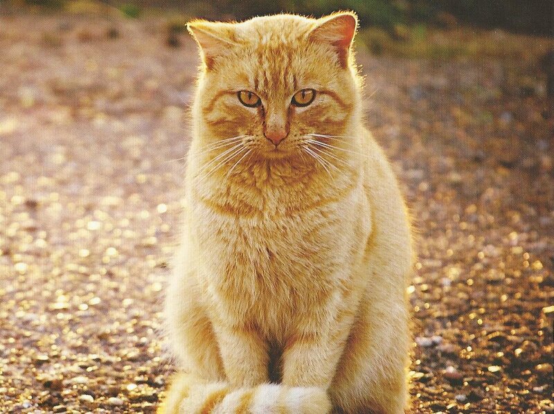 Orange Tabby Cat — Calm, Sunset, Photograph, Ground