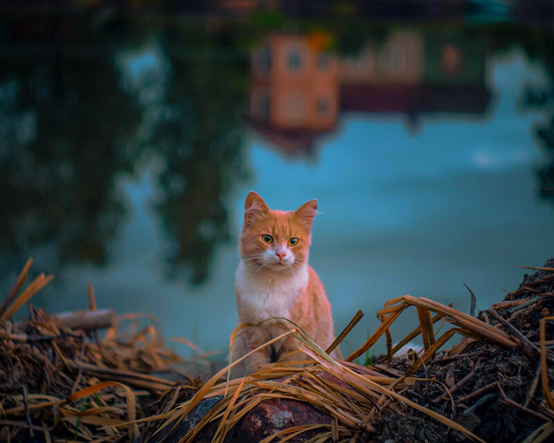 Orange Tabby Cat — Calm, Sunset, Photograph, Straw