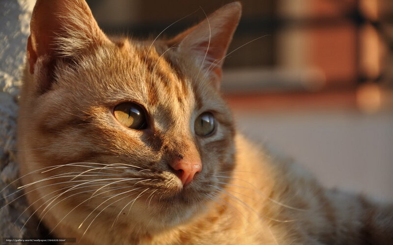 Orange Tabby Cat — Calm, Sunset, Photograph, Whiskers