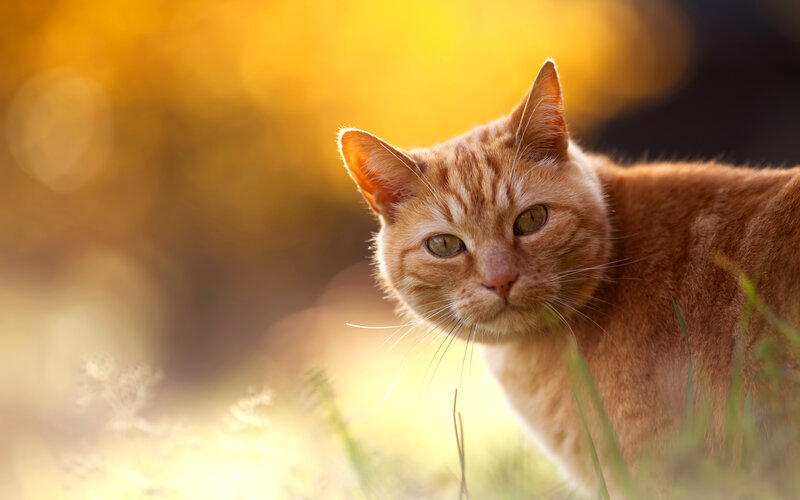 Orange Tabby Cat — Calm, Sunset