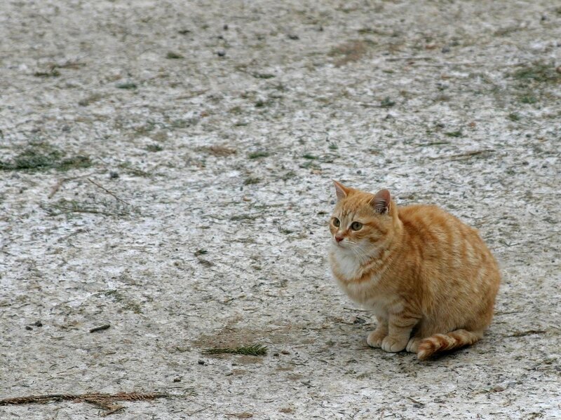 Orange Tabby Cat — Calm, Winter, Photograph, Ground