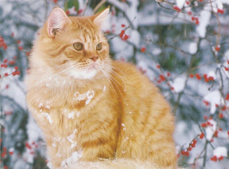 Orange Tabby Cat — Calm, Winter, Photograph, Snow, Berries