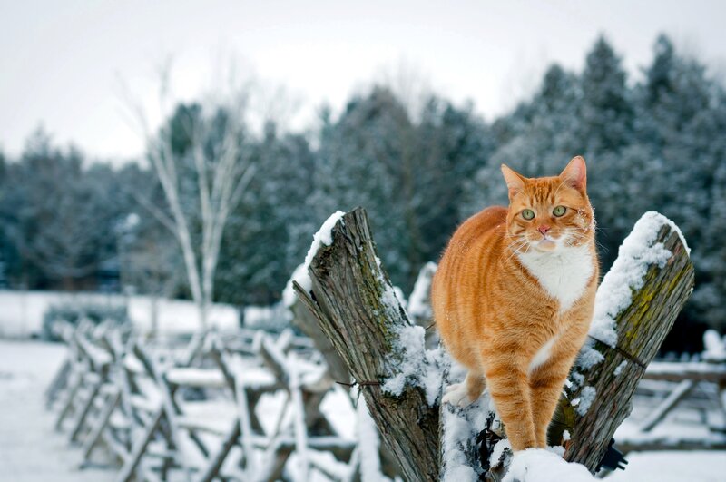 Orange Tabby Cat — Calm, Winter, Photograph, Snow, Fence, Trees