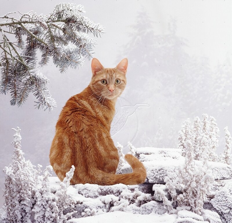 Orange Tabby Cat — Calm, Winter, Photograph, Snow, Pine Branch