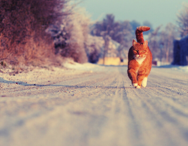 Orange Tabby Cat — Calm, Winter, Photograph, Snow