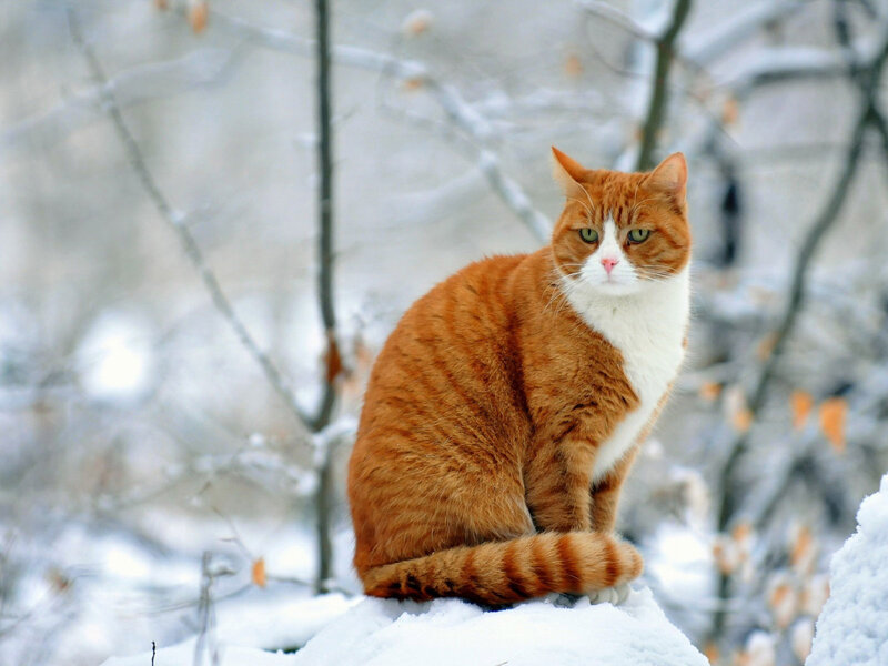 Orange Tabby Cat — Calm, Winter, Photograph, Snow, Trees, Branches