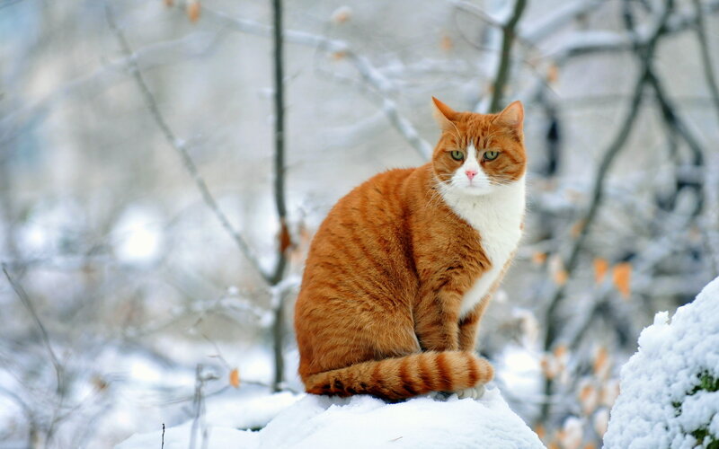 Orange Tabby Cat — Calm, Winter, Photograph, Snow, Trees