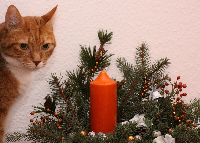 Orange Tabby Cat — Calm, Winter, Photograph