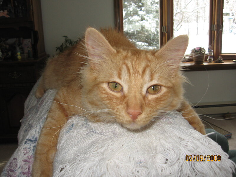 Orange Tabby Cat — Calm, Winter, Photograph, Window