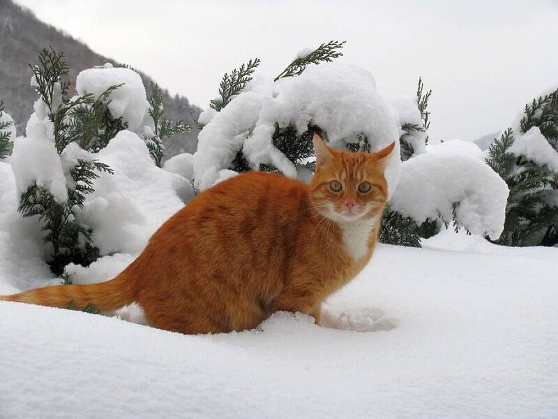 Orange Tabby Cat — Calm, Winter