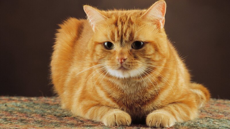 Orange Tabby Cat — Carpet