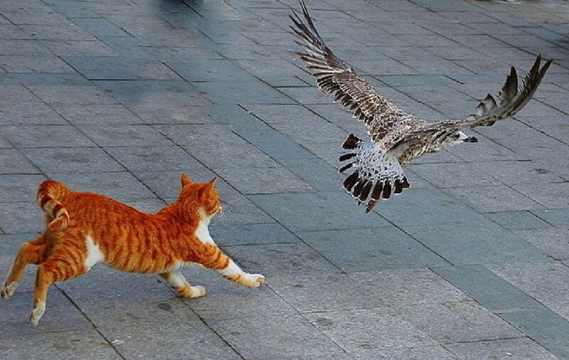 Orange Tabby Cat Chasing Bird