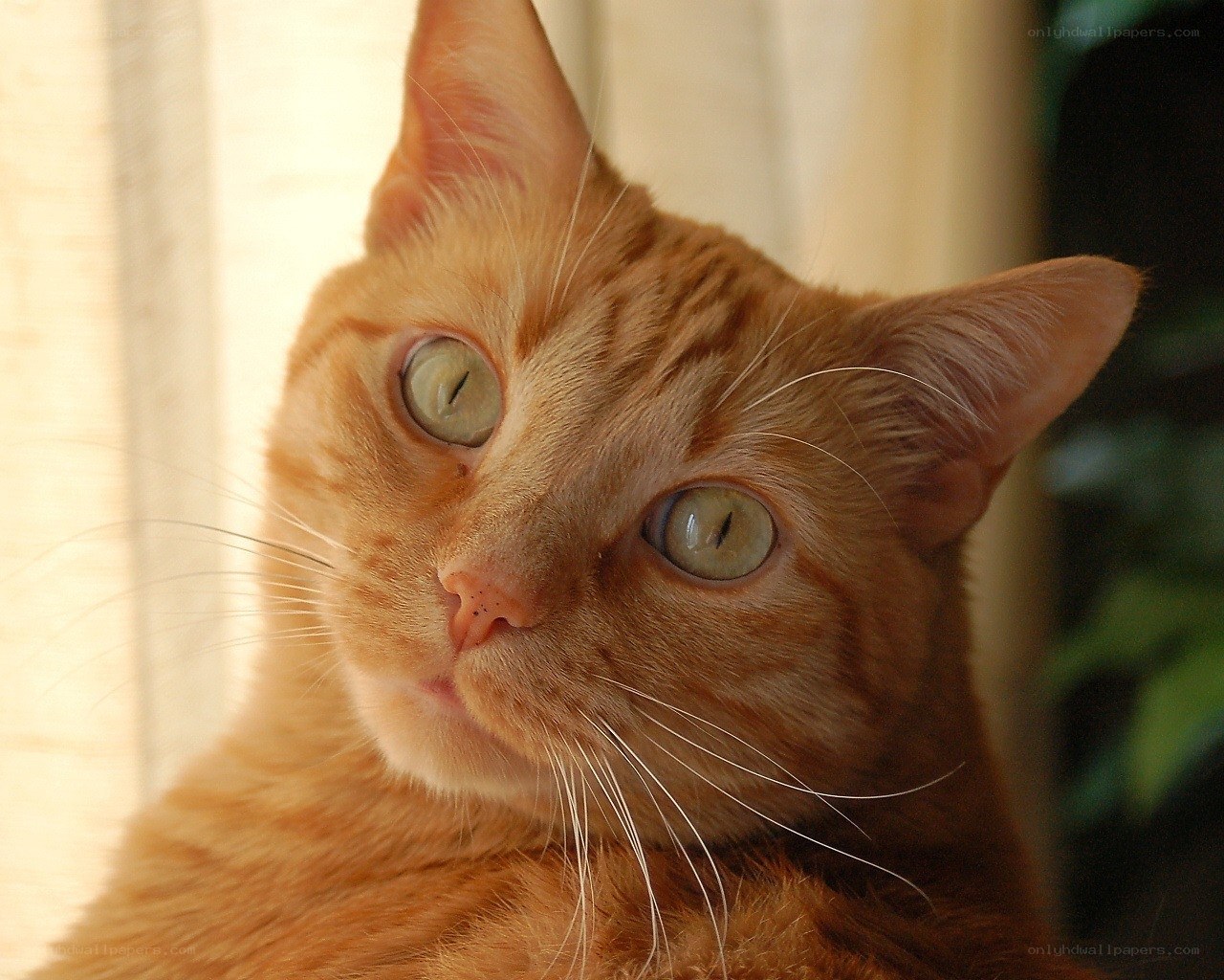 orange tabby cat close-up