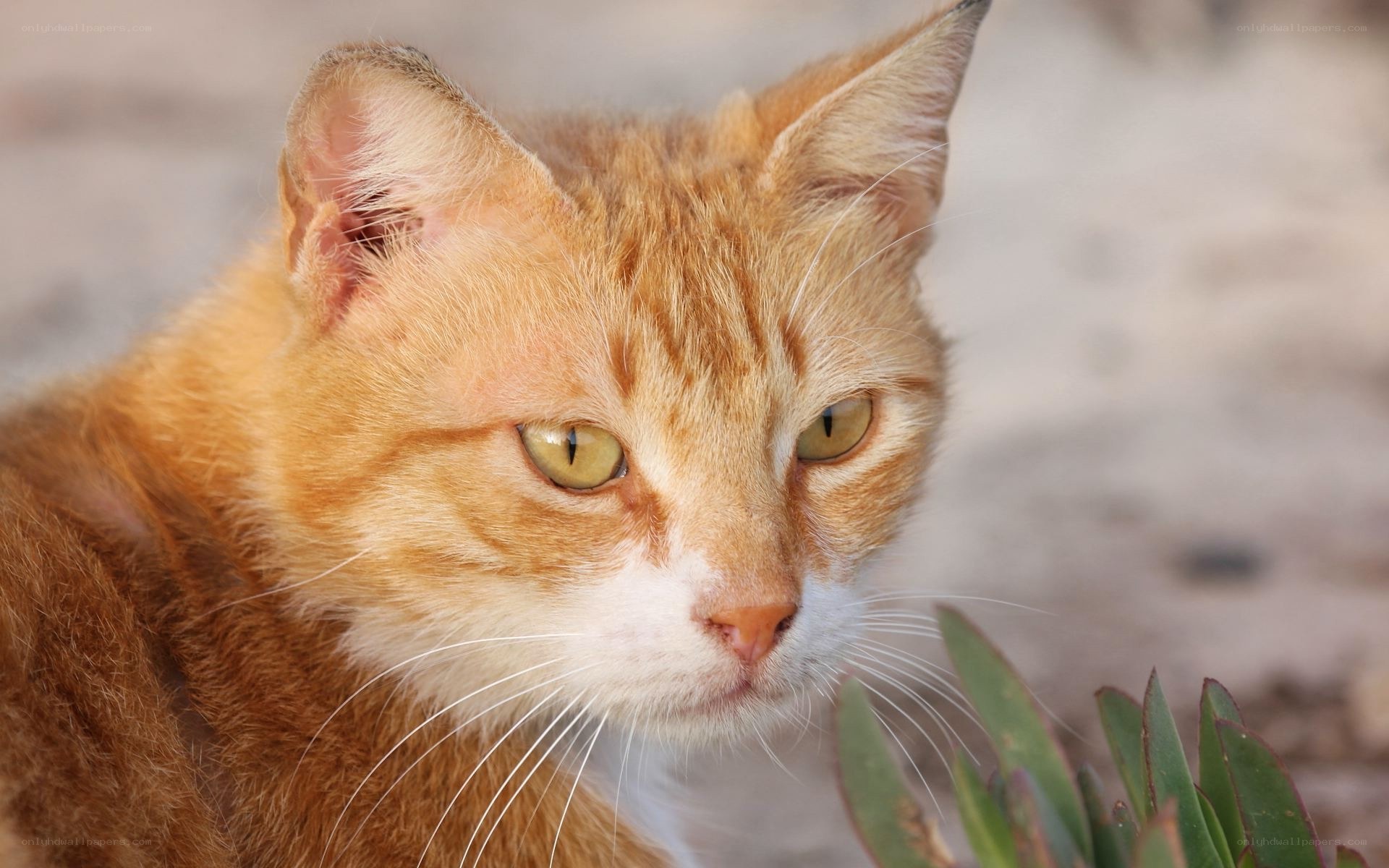 orange tabby cat close-up