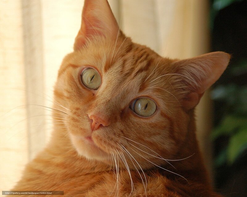 orange tabby cat close-up