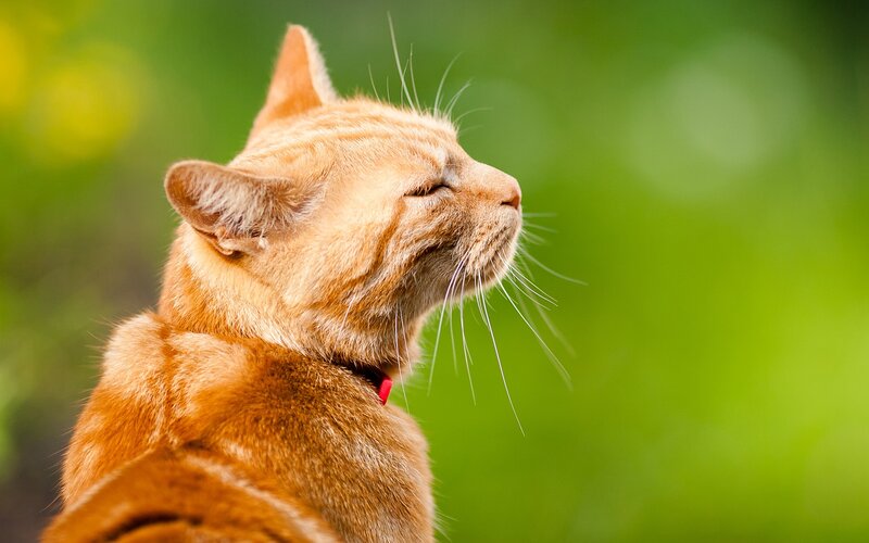 Orange Tabby Cat — Collar